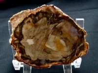 Petrified (Fossilised) Wood: polished slice (Madagascar)