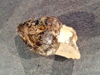 Smoky Quartz: crystal - DT Elestial Sceptre (Namibia)