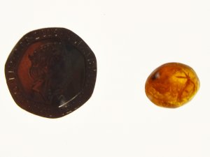 Amber: polished oval 'drop' (Dominican Republic)