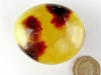 Septarian Nodule: polished pebble (Madagascar)