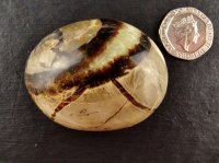 Septarian Nodule: polished pebble (Madagascar)