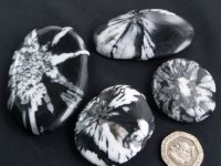 Chrysanthemum Stone: palmstones (medium)
