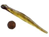(image for) Copal: natural wand (Madagascar) 