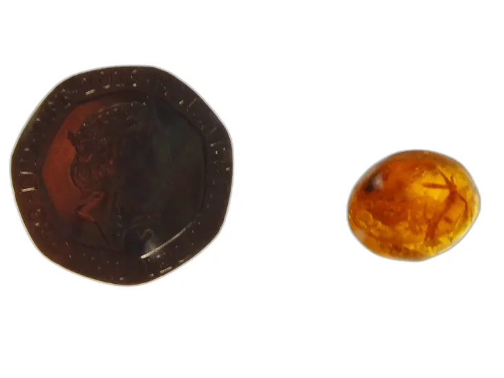 (image for) Amber: polished oval 'drop' (Dominican Republic)