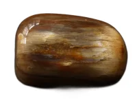 (image for) Petrified Wood