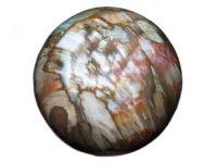 (image for) Petrified / Fossilised Wood