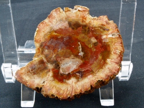 (image for) Petrified (Fossilised) Wood: polished slice (Madagascar) - Click Image to Close
